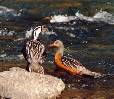 protejamos nuestra fauna